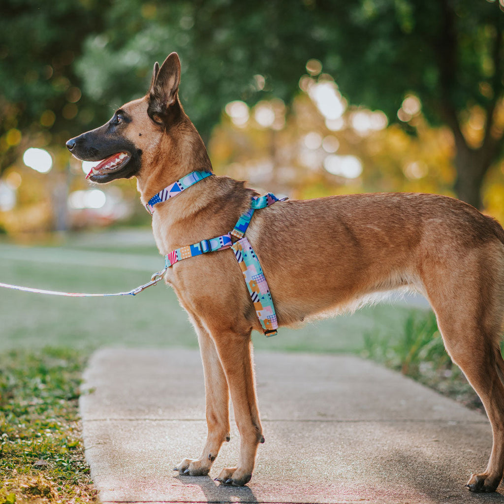 No-Pull Training Harness product image 17