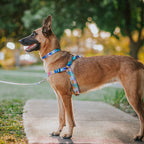No-Pull Training Harness product image 17