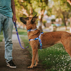 No-Pull Training Harness product image 18