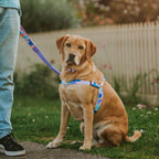 No-Pull Training Harness product image 19