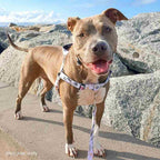 No-Pull Training Harness product image 24