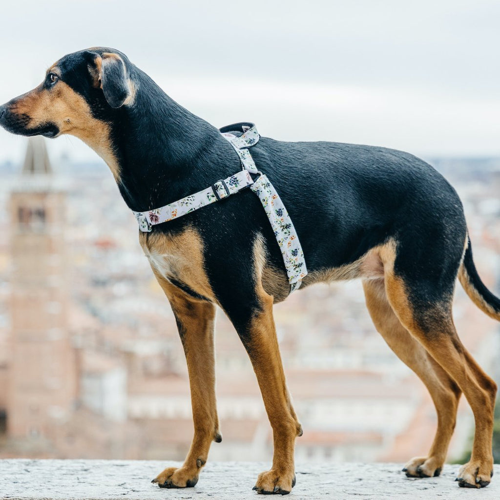 No-Pull Training Harness product image 25