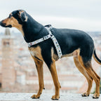 No-Pull Training Harness product image 25