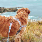 No-Pull Training Harness product image 26