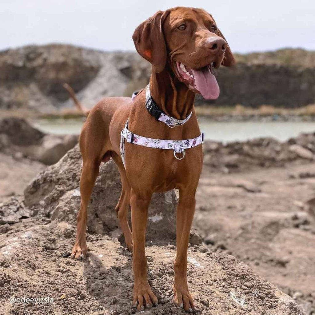 No-Pull Training Harness product image 28