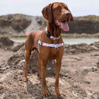 No-Pull Training Harness product image 28