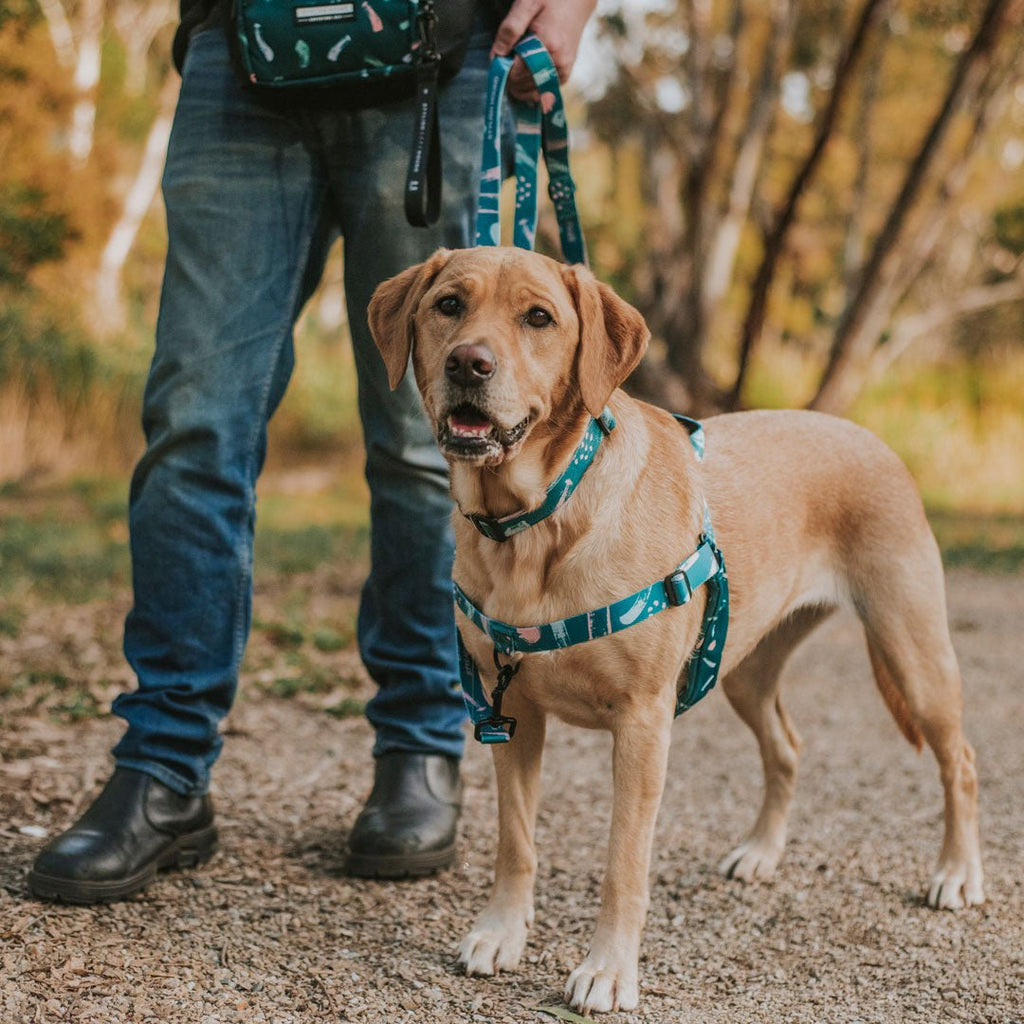 No-Pull Training Harness product image 29