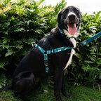 No-Pull Training Harness product image 30