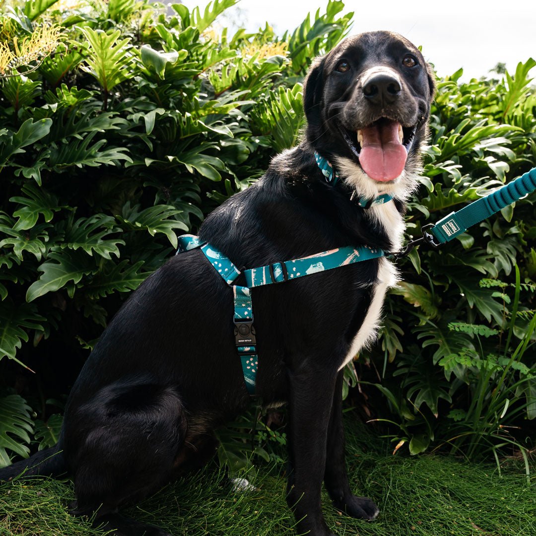 No-Pull Training Harness product image 30