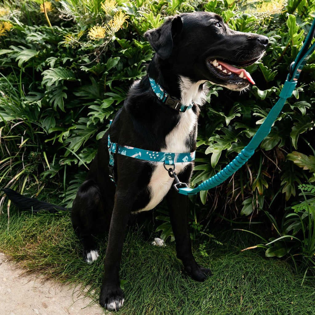 No-Pull Training Harness product image 32