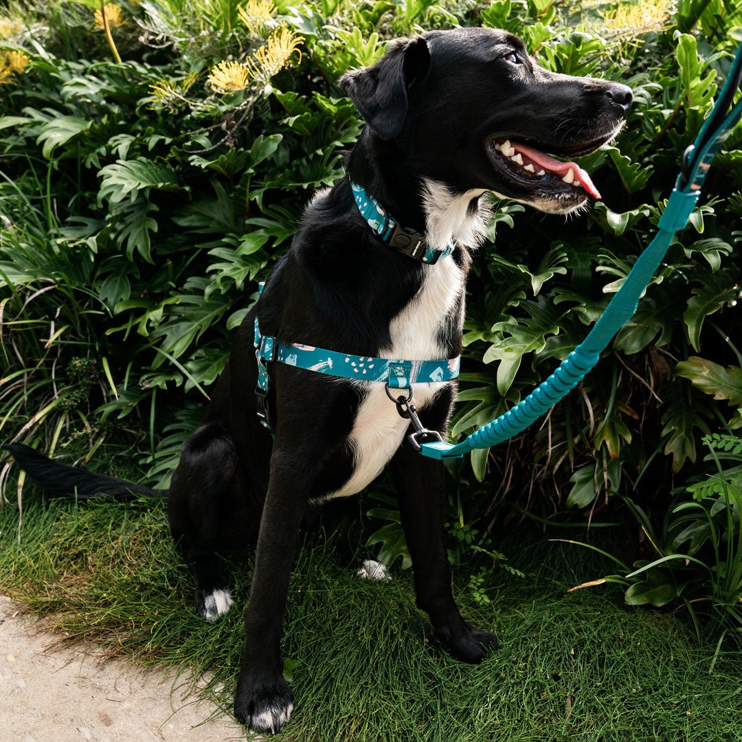 No-Pull Training Harness product image 32