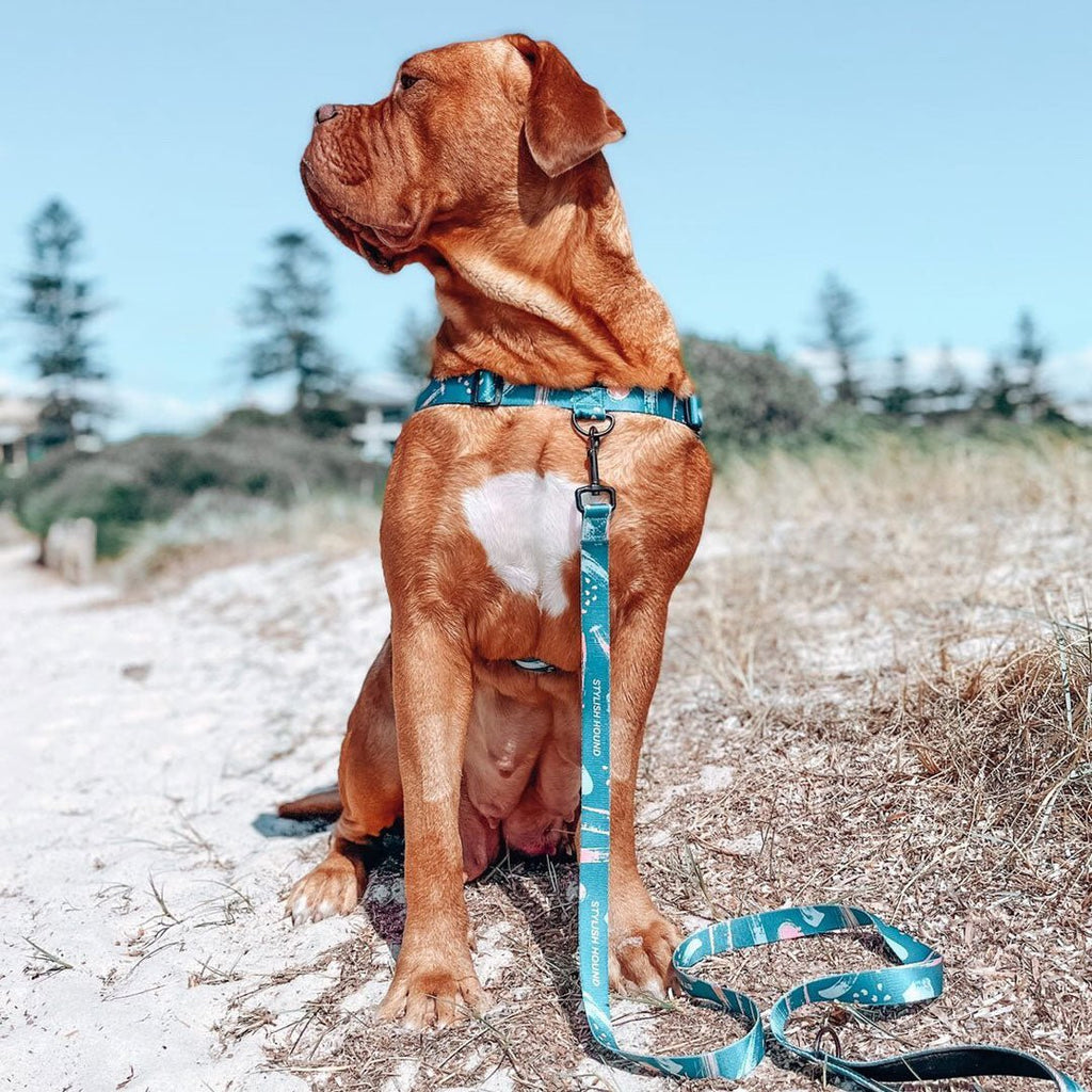 No-Pull Training Harness product image 33