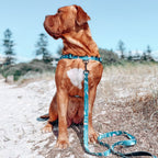 No-Pull Training Harness product image 33