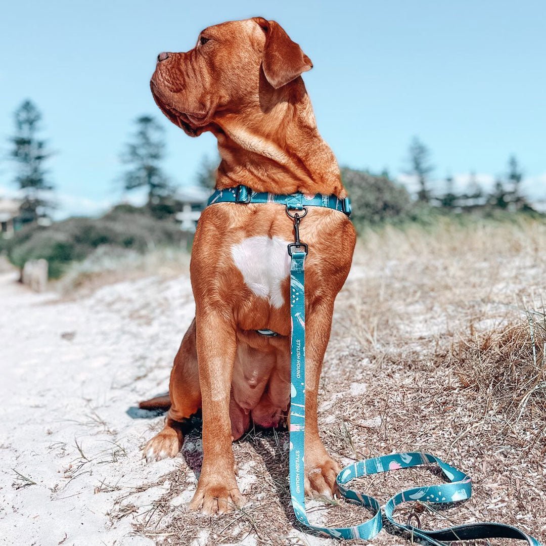 No-Pull Training Harness product image 33