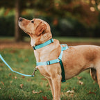 No-Pull Training Harness product image 35