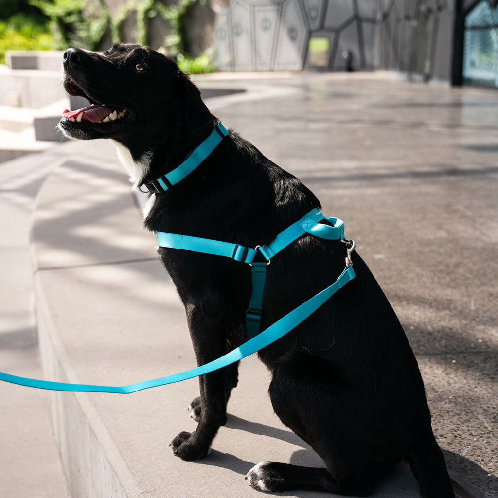 No-Pull Training Harness product image 36