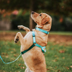 No-Pull Training Harness product image 37