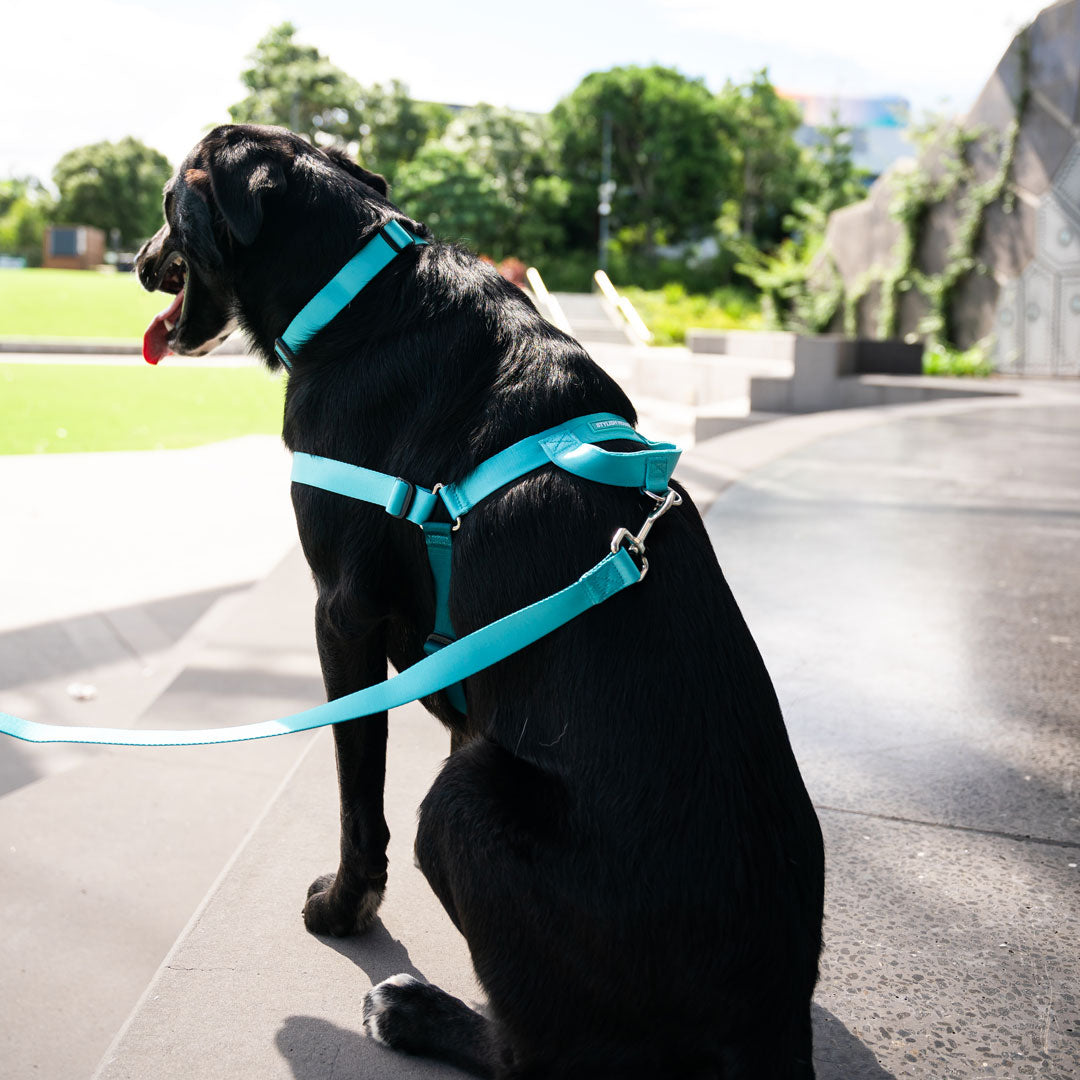 No-Pull Training Harness product image 38