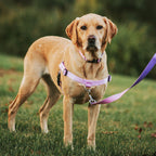 No-Pull Training Harness product image 40