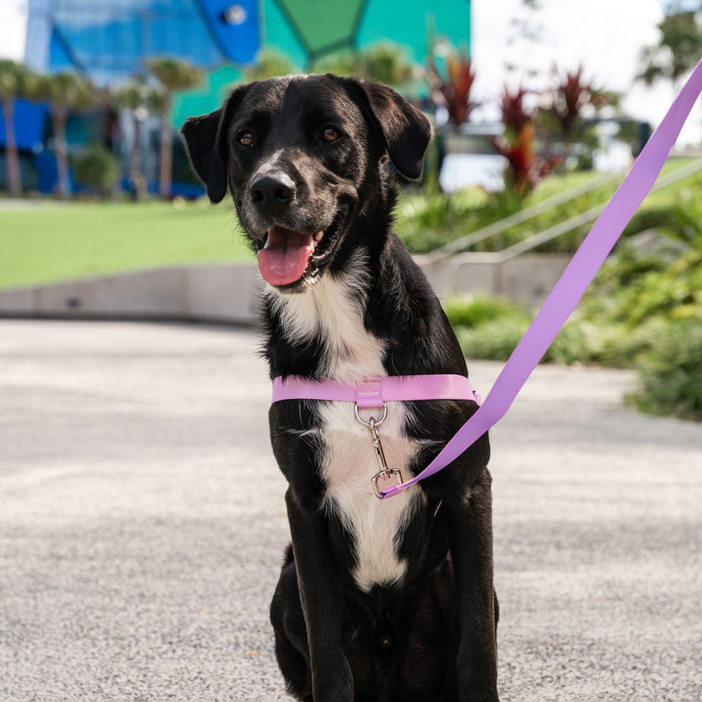 No-Pull Training Harness product image 41
