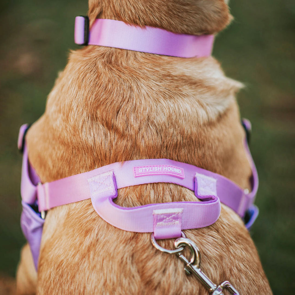 No-Pull Training Harness product image 42