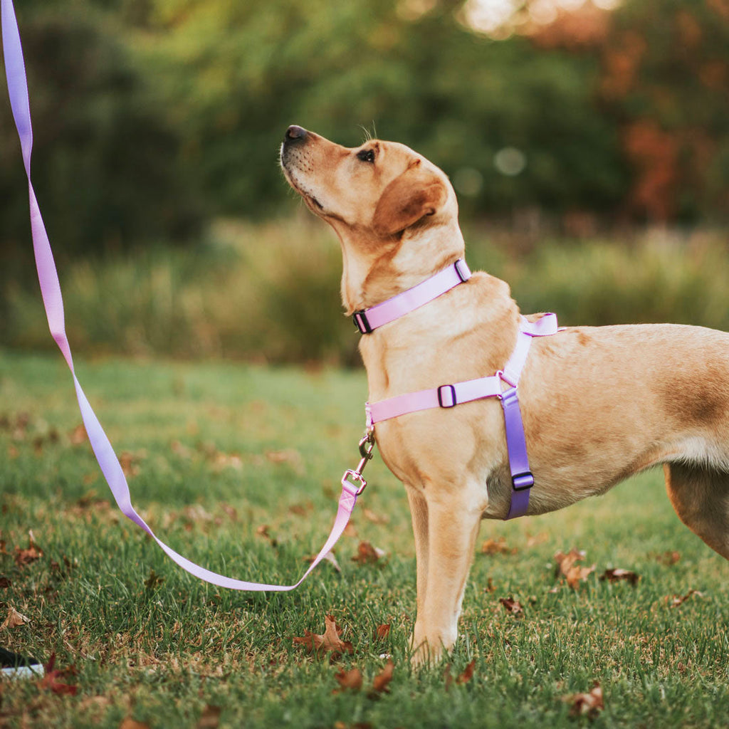 No-Pull Training Harness product image 44