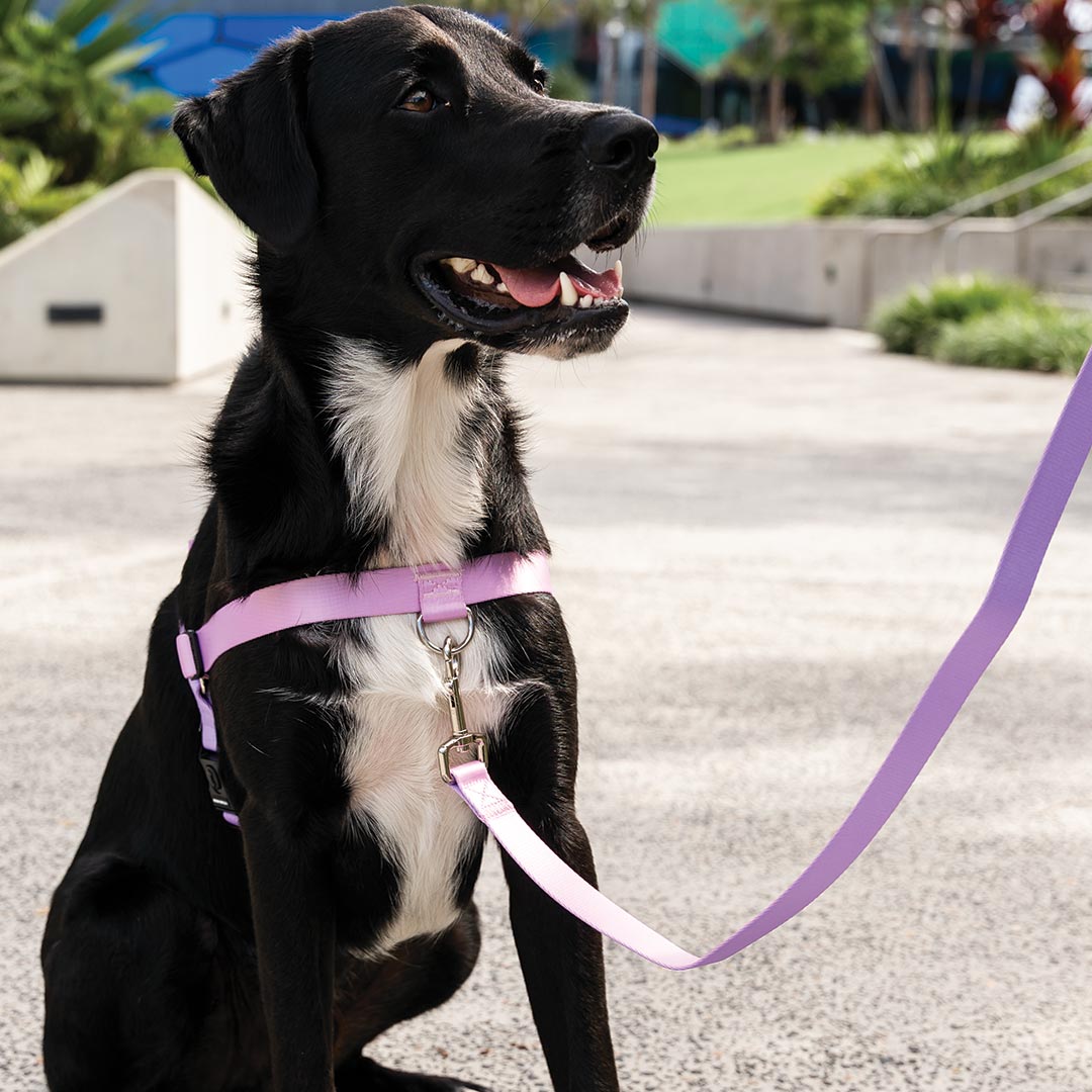 No-Pull Training Harness product image 45