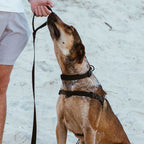 No-Pull Training Harness product image 46