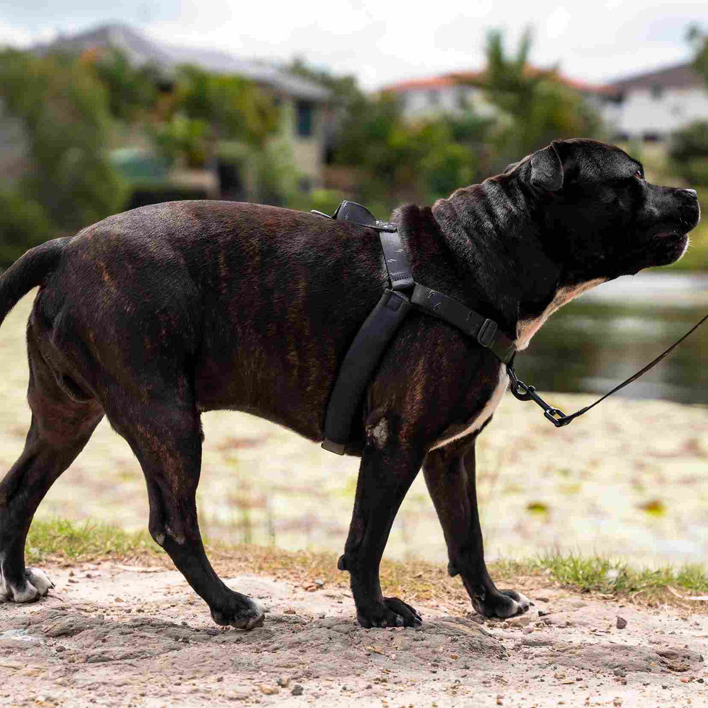 No-Pull Training Harness product image 47