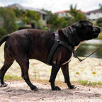 No-Pull Training Harness product image 47