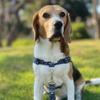 No-Pull Training Harness product image 49