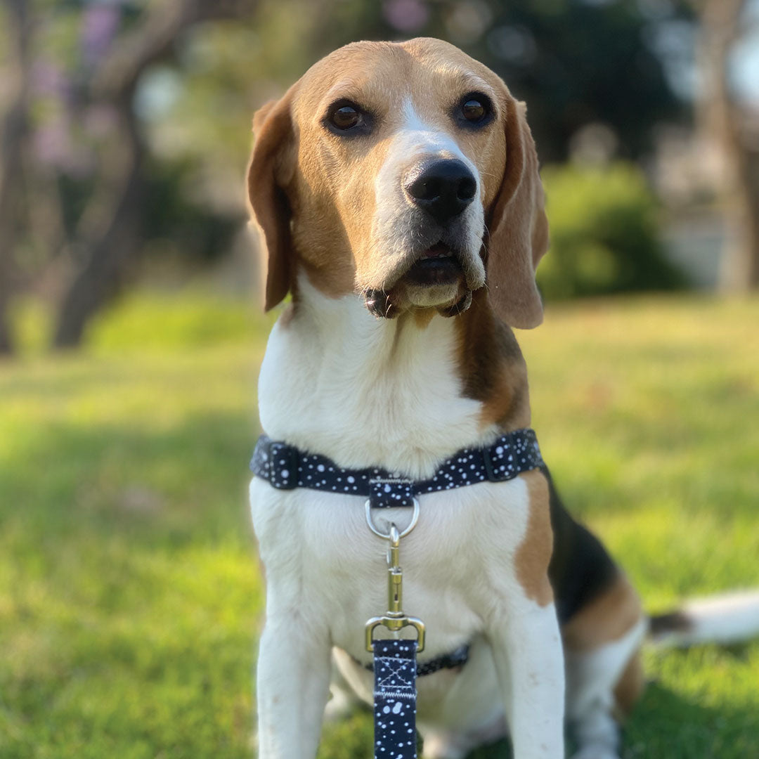 No-Pull Training Harness product image 49