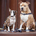 No-Pull Training Harness product image 50