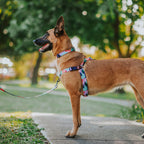 No-Pull Training Harness product image 51