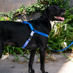 No-Pull Training Harness product image 54