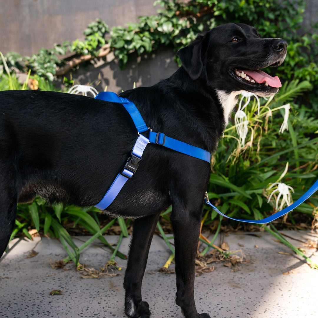 No-Pull Training Harness product image 54
