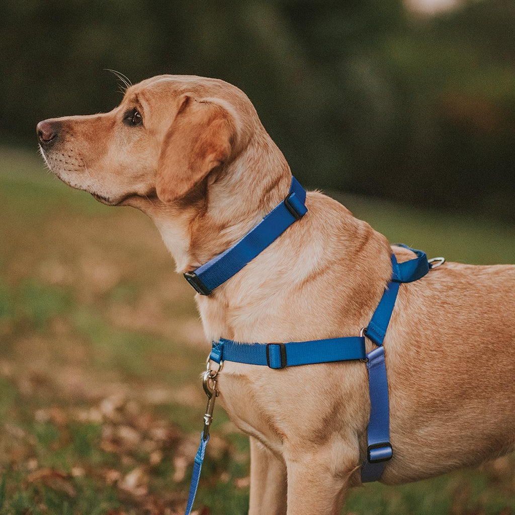 No-Pull Training Harness product image 55