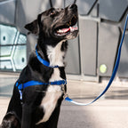 No-Pull Training Harness product image 56