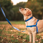 No-Pull Training Harness product image 58