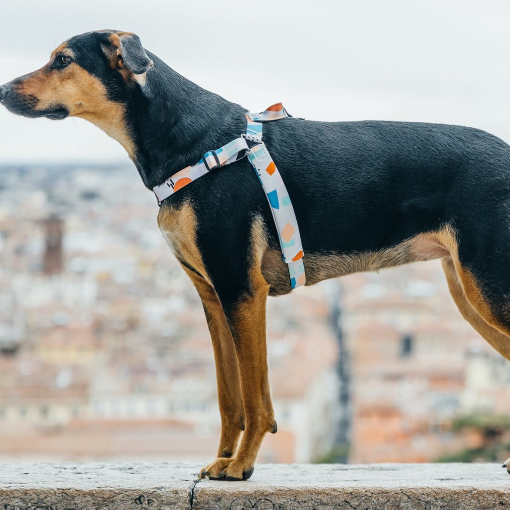 No-Pull Training Harness product image 59