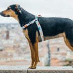 No-Pull Training Harness product image 59
