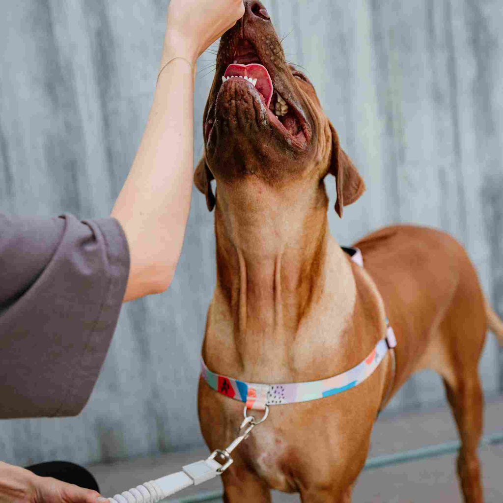 No-Pull Training Harness product image 61