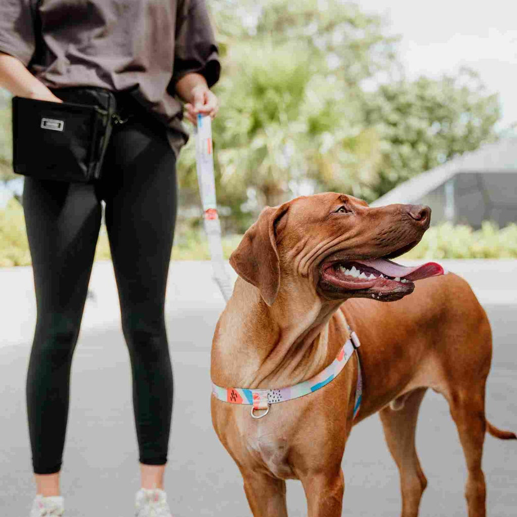 No-Pull Training Harness product image 62