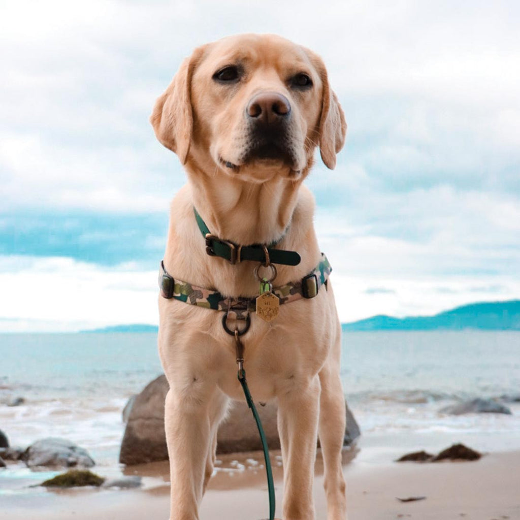 No-Pull Training Harness product image 64