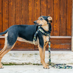 No-Pull Training Harness product image 65