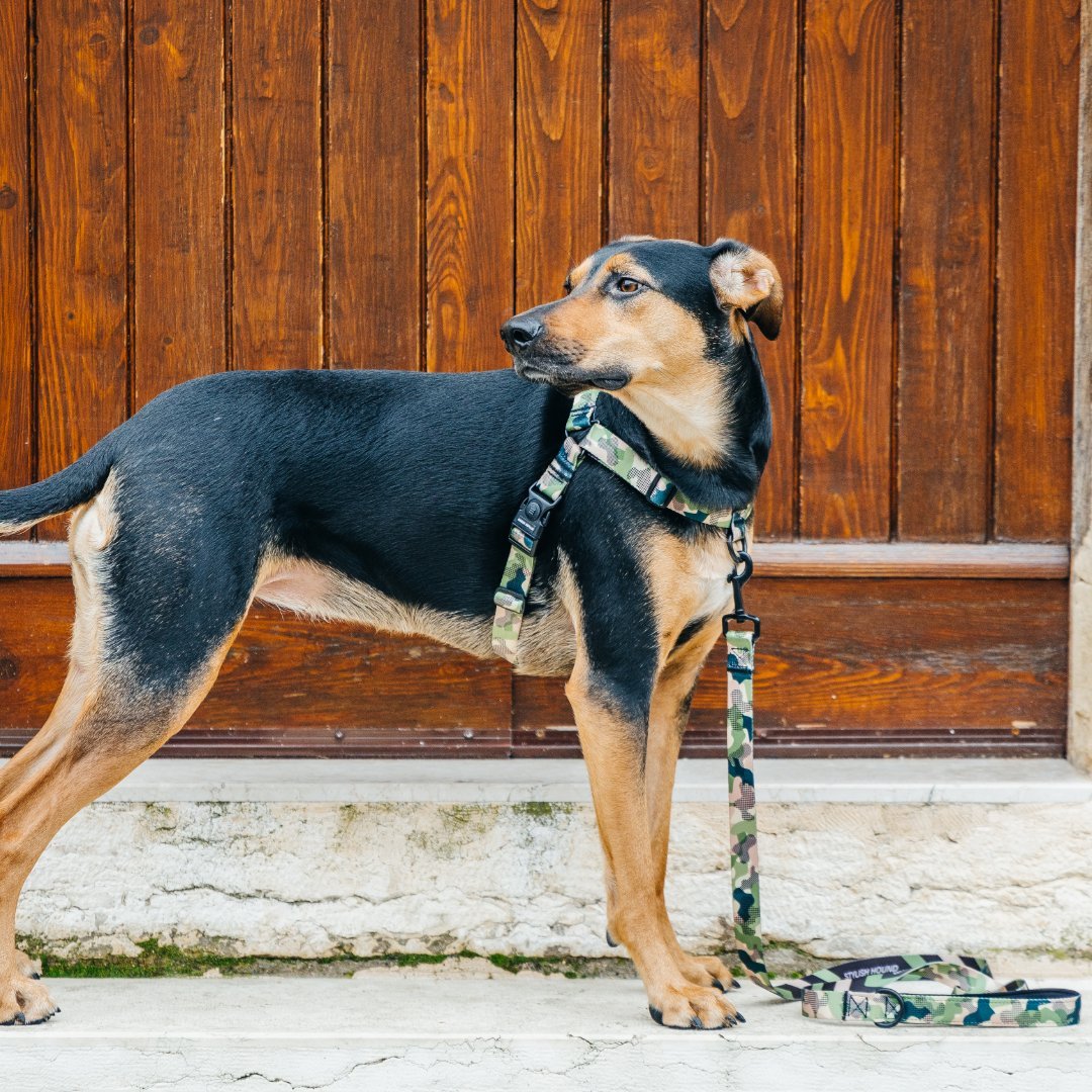 No-Pull Training Harness product image 65