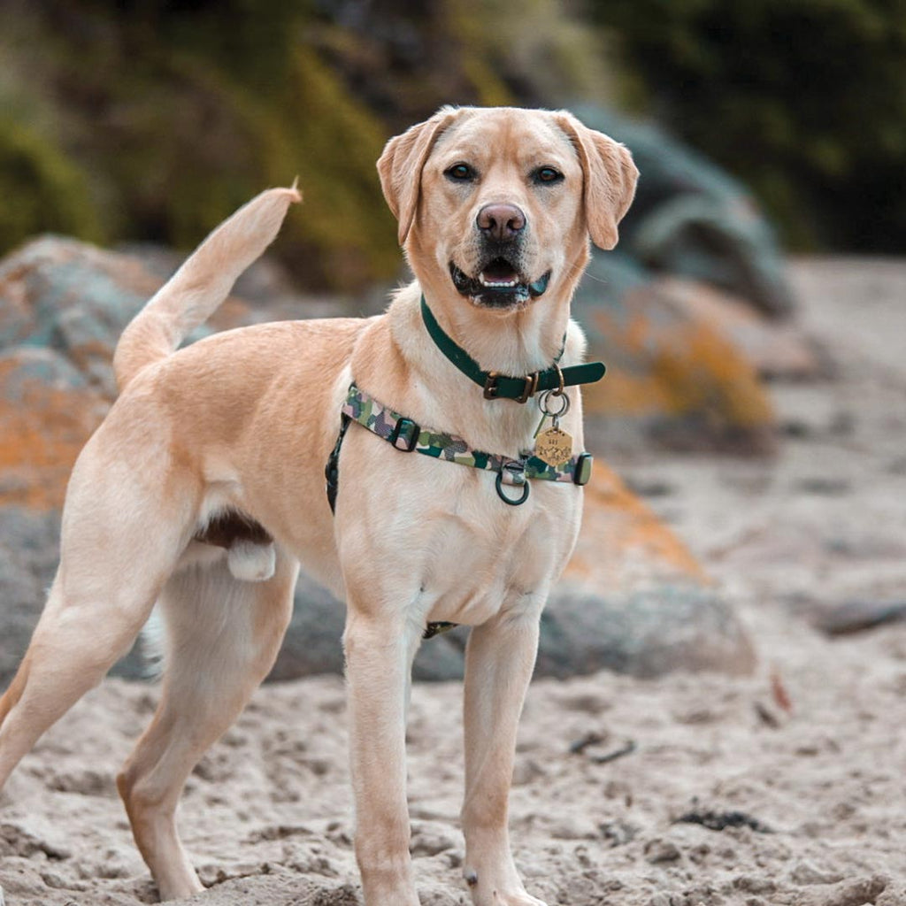 No-Pull Training Harness product image 66