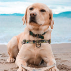 No-Pull Training Harness product image 67