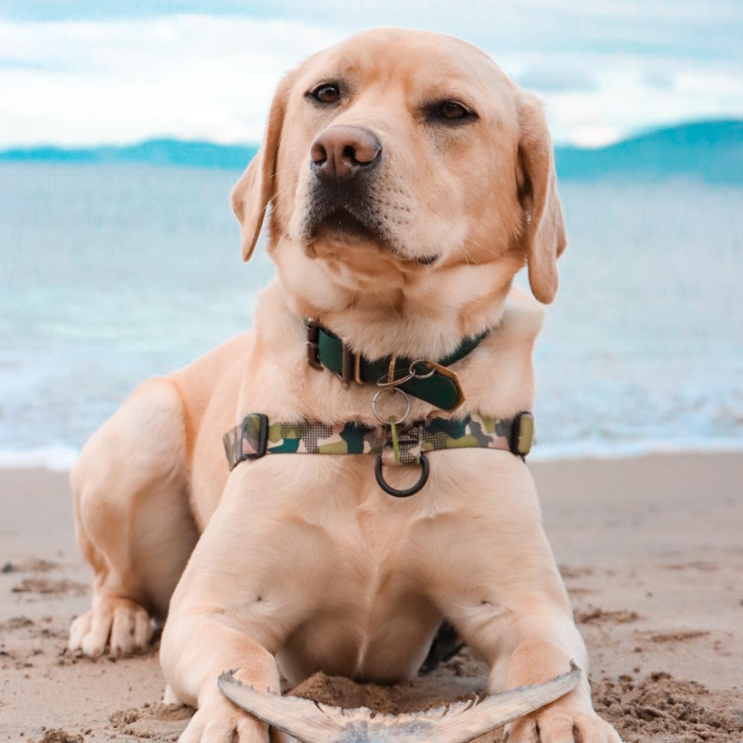 No-Pull Training Harness product image 67