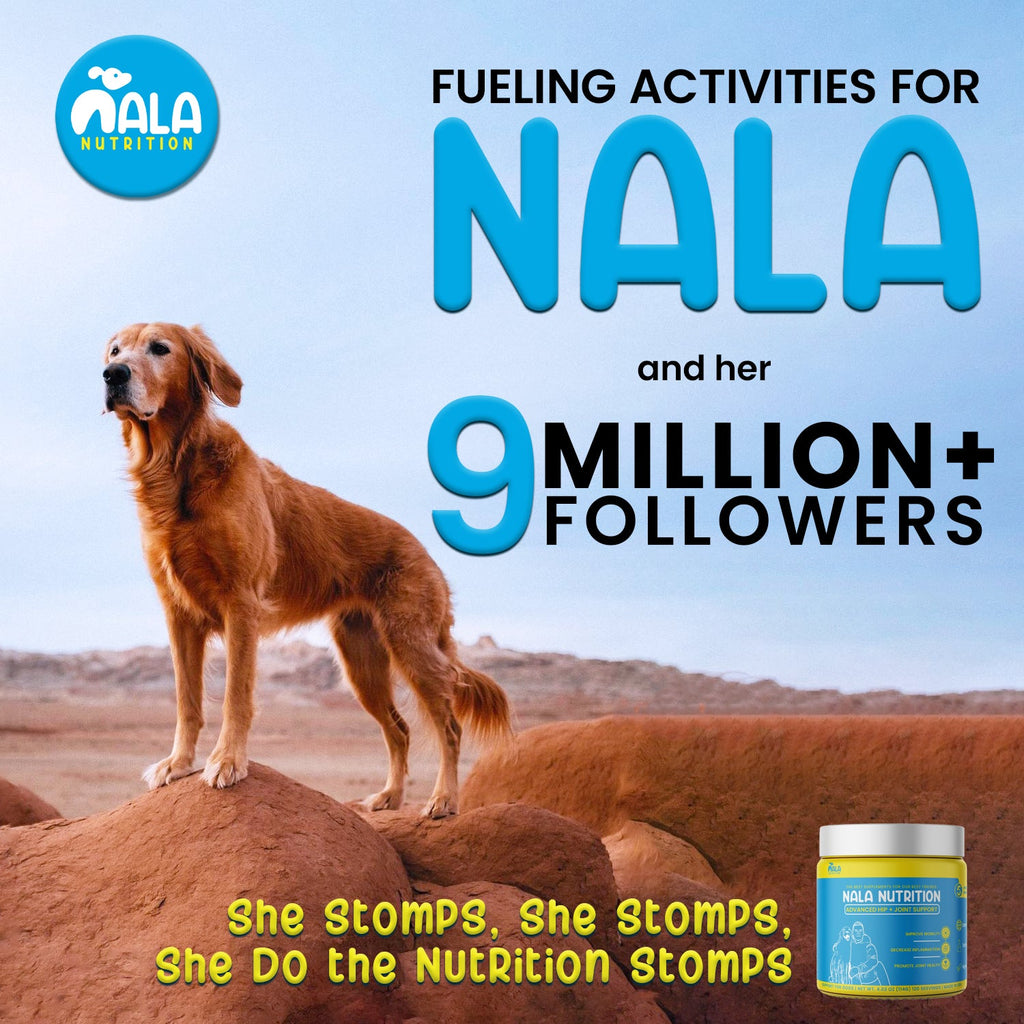 Dog Hip and Joint Supplement product image 5